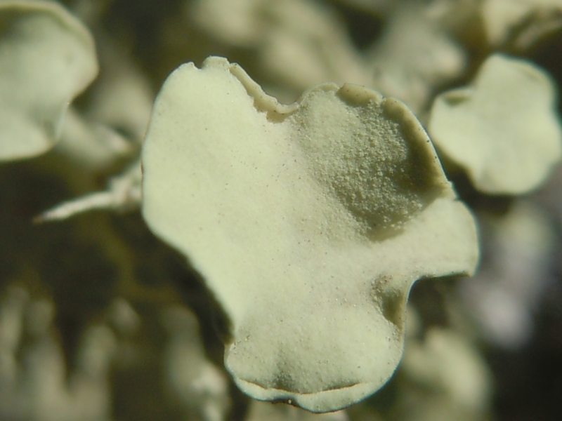 dai  Monti di San Pantaleo  (Olbia)